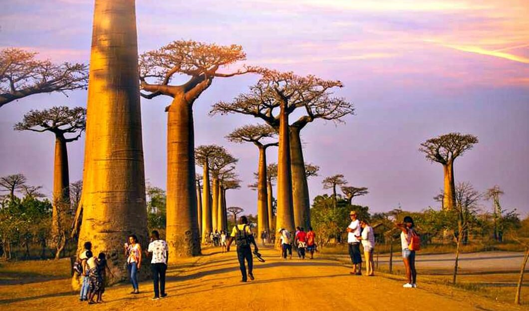 Baobab trees Madagascar