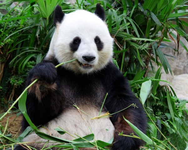 Panda Habitat Decreasing Due To Tourism Growth TR Panda Habitat Decreasing Due To Tourism Growth TR