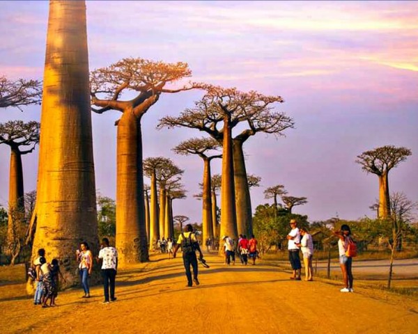 Vibrant Madagascar Tourism Unfazed By Energy Crisis Background Illustration Vibrant Madagascar Tourism Unfazed By Energy Crisis Background Illustration
