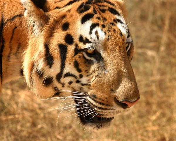 India to Limit Tourism to Save Bengal Tiger .TR