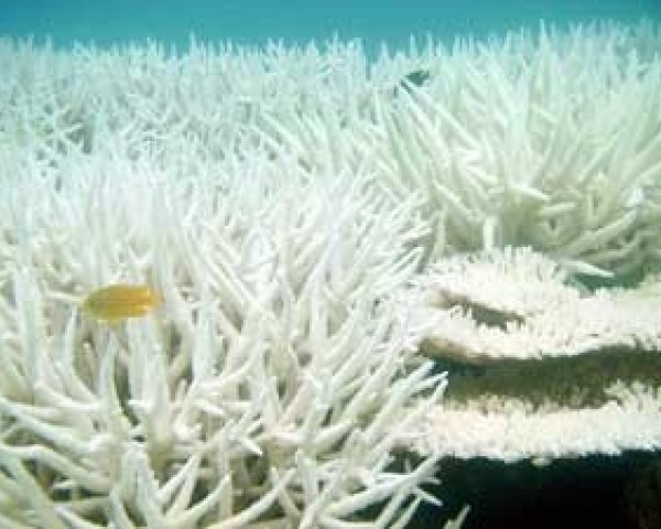 Malaysian waters closed for divers because of coral bleaching | .TR