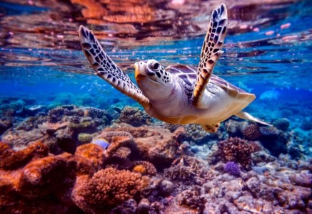 CARIBBEAN CORAL REEFS LOSE NEARLY HALF THEIR COVER SINCE 1980