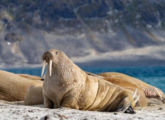 NORWEGIAN ARCHIPELAGO MAKES A RADICAL DECISION TO PRESERVE ITS NATURE