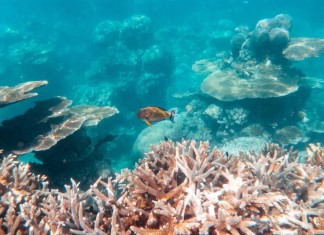 GLOBAL CORAL BLEACHING CRISIS THREATENS REEFS