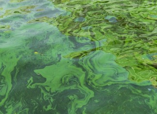 TOXIC ALGAE BLOOM THREATENS MARINE LIFE AND TOURISM IN AUSTRALIA