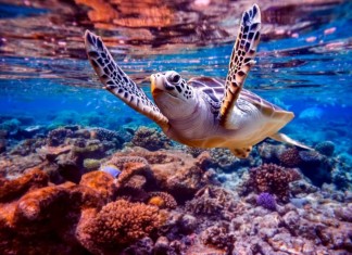 CARIBBEAN CORAL REEFS LOSE NEARLY HALF THEIR COVER SINCE 1980